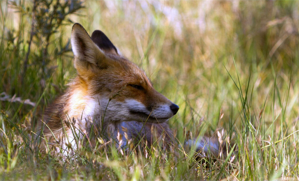 Sneaky Slumber: A Fox's Rest in the Meadow Wallpaper
