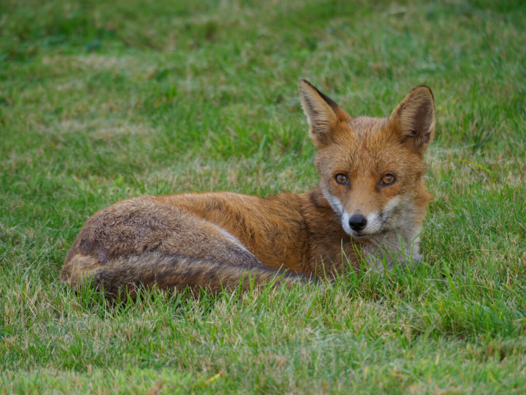 Resting Fox in Grassy Field - Vibrant Predator Wallpaper
