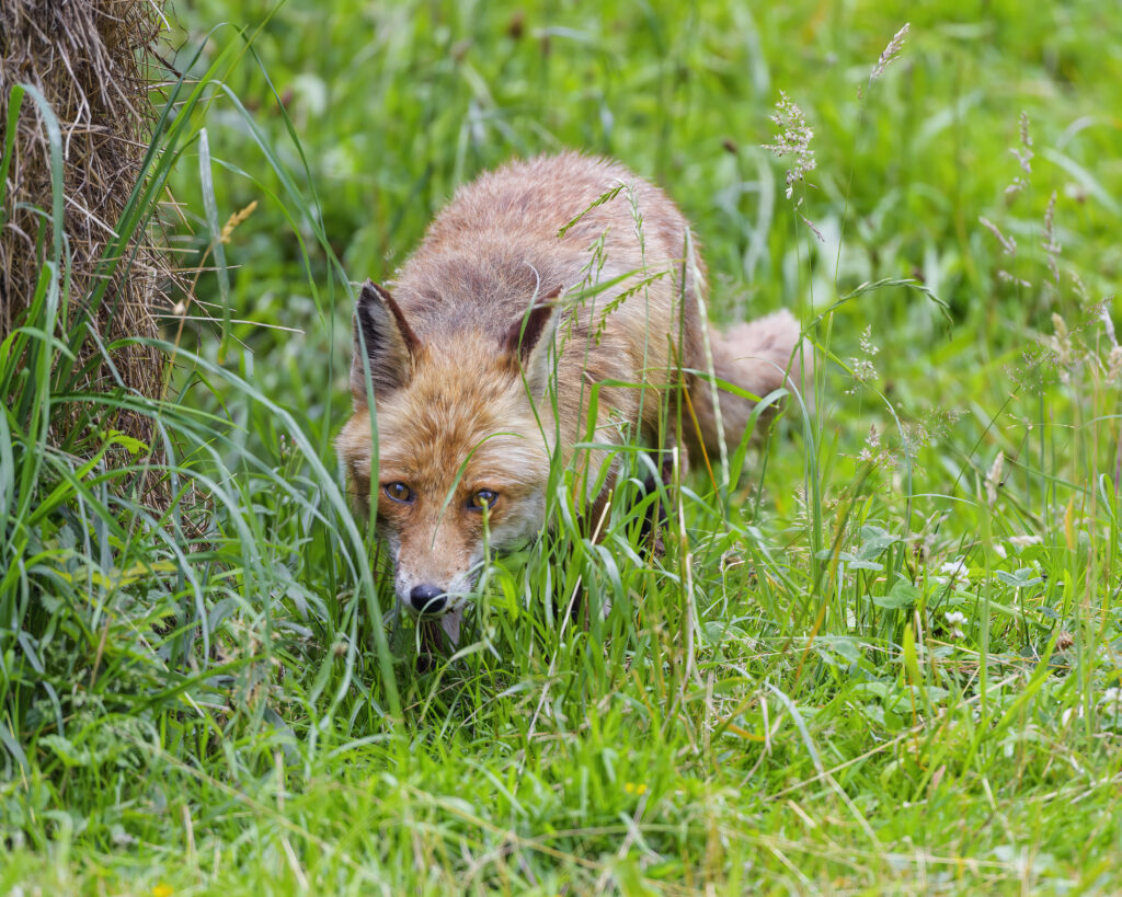 Fox in Lush Green Grass: Stunning Wildlife Predator Wallpaper