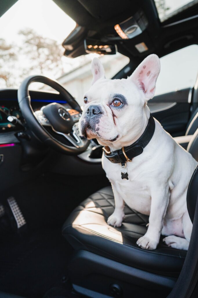 French Bulldog in Car: Cool 4000x6000 Wallpaper for Dog Lovers