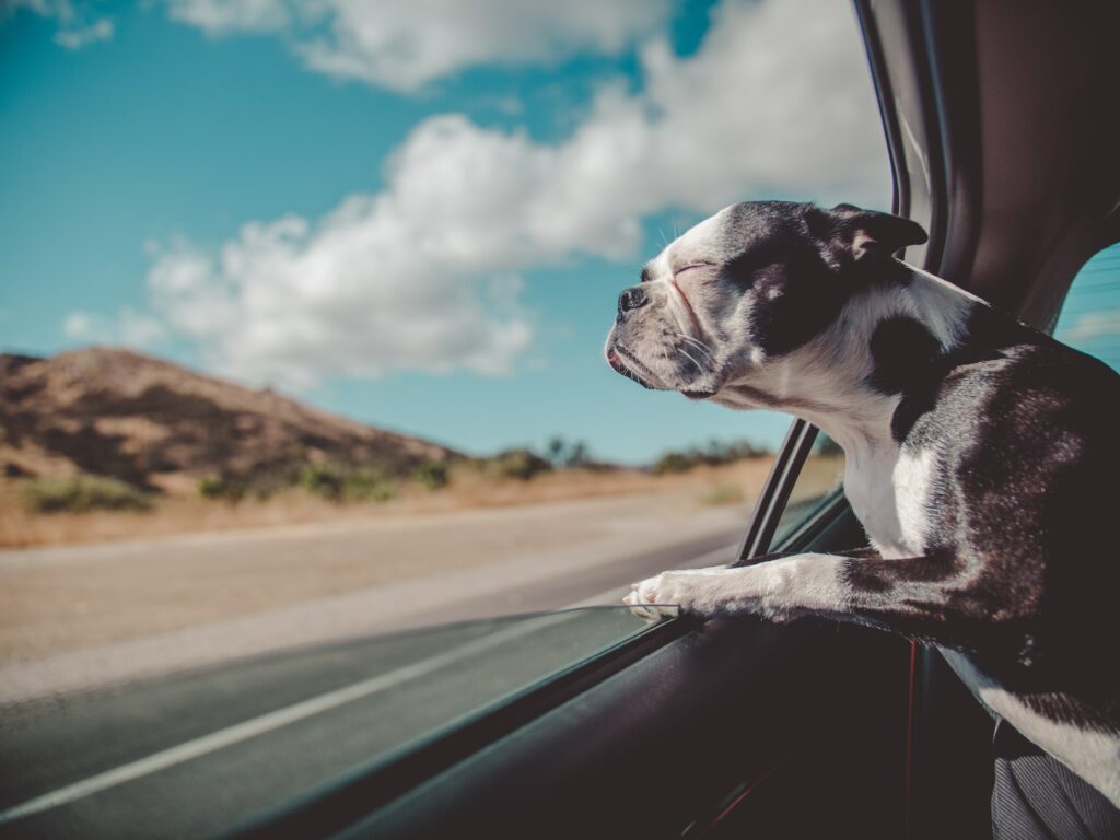 French Bulldog Feels Adventure on a Car Ride Under Blue Skies Wallpaper