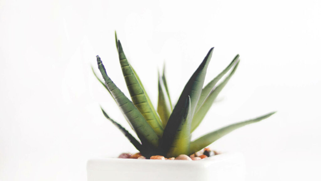 Aloe Vera plant in white pot with small rocks on clean minimalist background for wallpaper