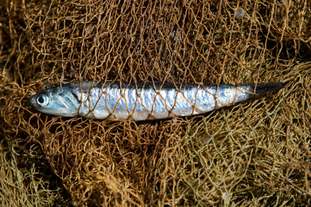 Fresh anchovy caught in detailed fishing net showing silvery fish and intricate net texture Wallpaper