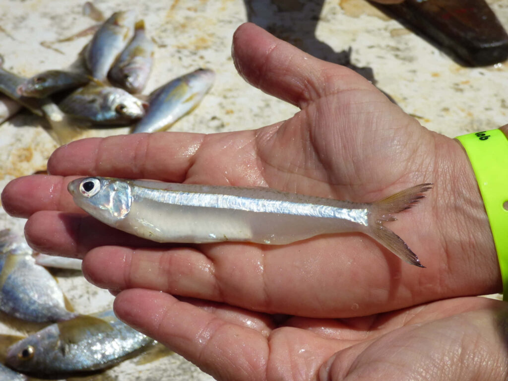 Fresh anchovy with shiny silver scales held in hand against small fish wallpaper background