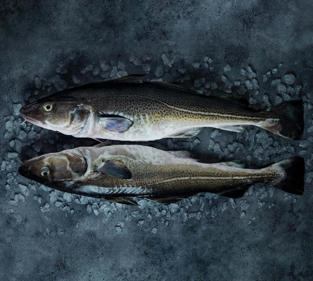 Two Arctic cod fish on ice displaying fresh appearance and unique patterns background wallpaper