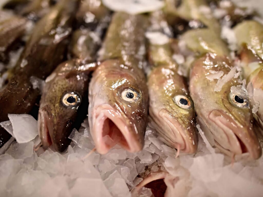 Close up of fresh Arctic cod fish on ice showcasing shiny scales and clear eyes in market Wallpaper