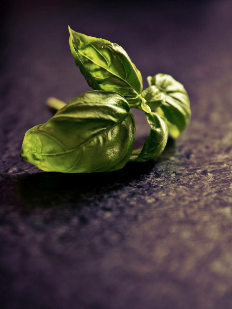 Close-up of fresh vibrant green basil leaves on dark textured surface wallpaper background