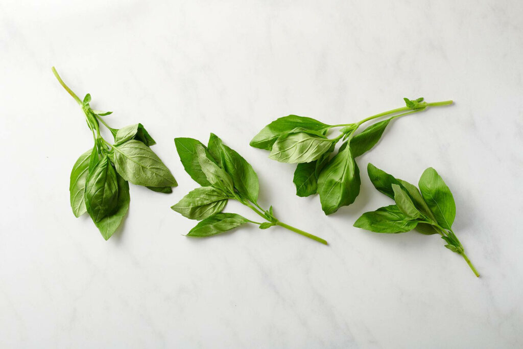 Top view of fresh green basil leaves scattered on white marble surface wallpaper background