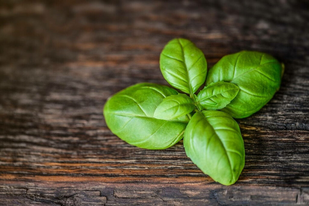 Fresh vibrant green basil leaves on rustic wooden surface showcasing natural healing qualities Wallpaper