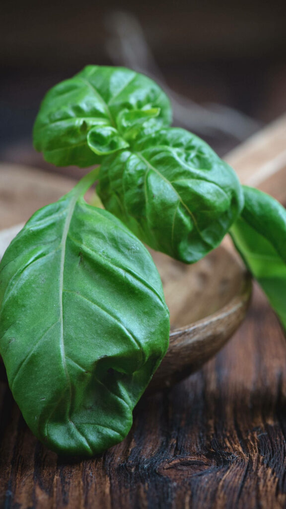 Fresh green basil leaves on wooden ladle vibrant texture culinary wallpaper background