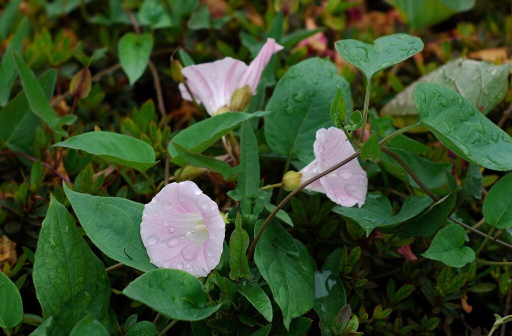 Close-Up Bindweed Flowers on Lush Green Leaves - Fresh Wallpaper