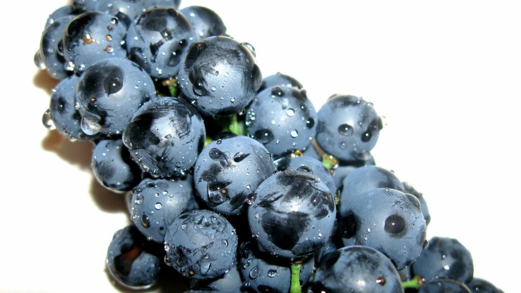 Fresh Black Grapes with Water Droplets – Stunning Wallpaper Background