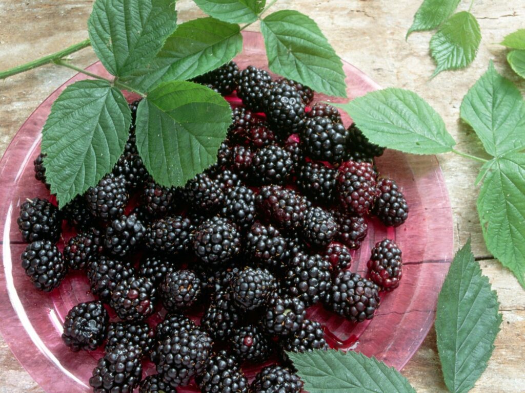 Fresh Blackberries on Red Plate: Rustic Wallpaper Background