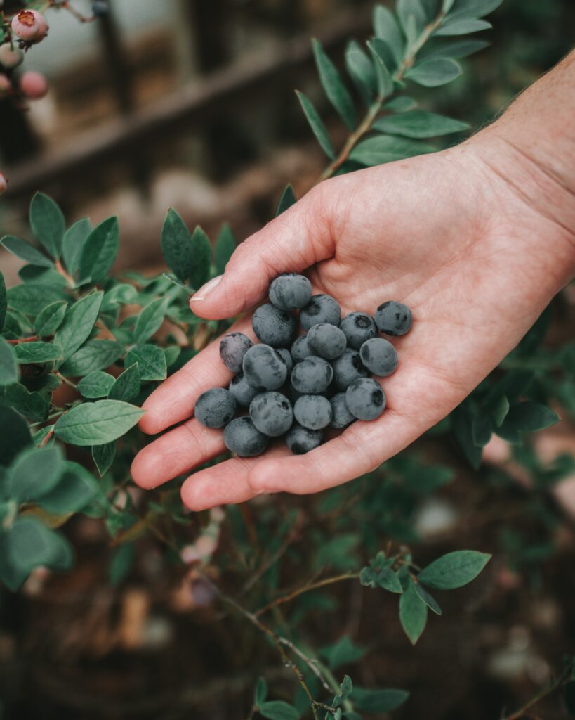 Freshly Picked Blueberries: Close-Up Hand & Green Leaves Wallpaper