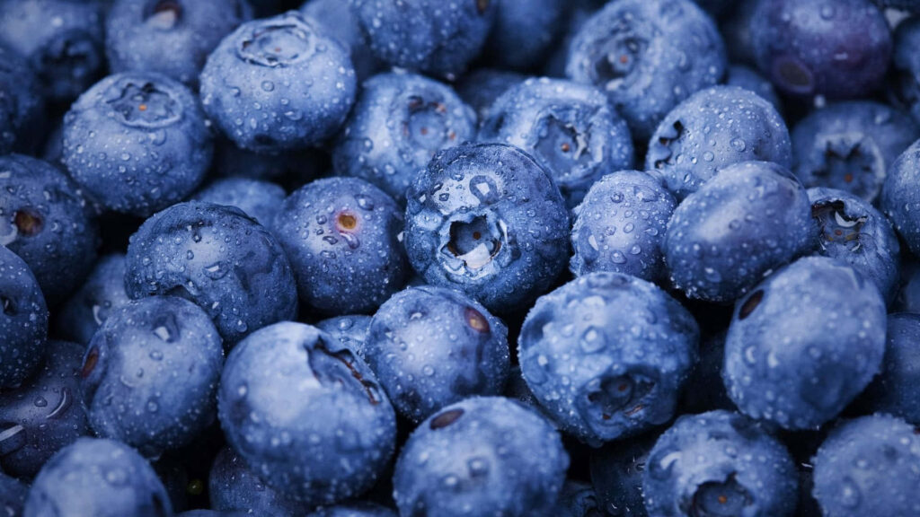 Close up of fresh blueberries with water droplets piled together on vibrant wallpaper background