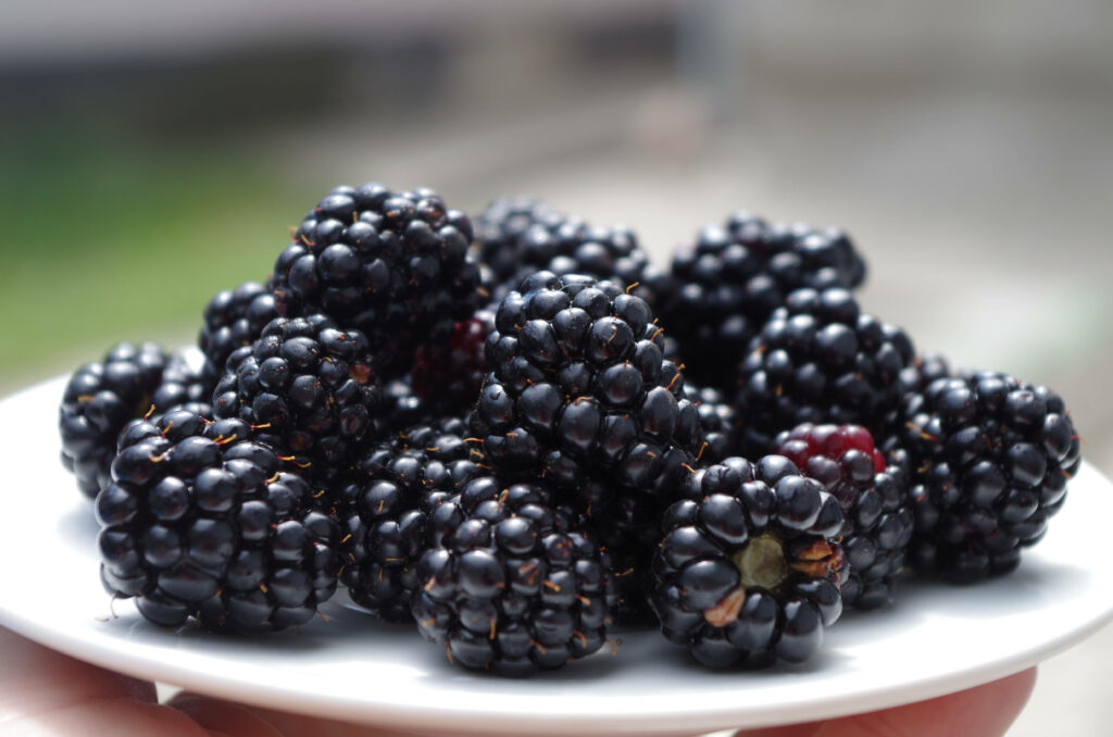 Close-up of ripe juicy boysenberries with deep purple hues on white plate for fruit lovers Wallpaper