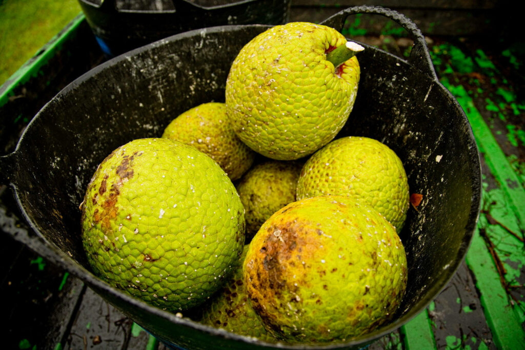 Fresh breadfruit bowl with textured green and yellow hues vibrant tropical fruit wallpaper background