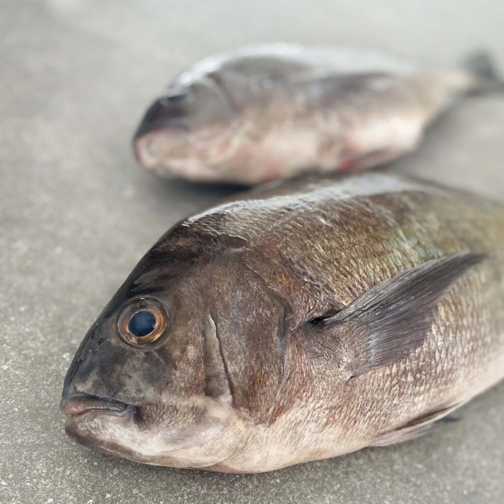 Closeup of two fresh silver bream fish on neutral background with detailed textured scales Wallpaper