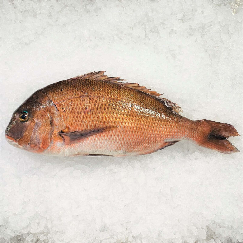 Fresh whole bream fish on crushed ice vibrant scales seafood freshness wallpaper background