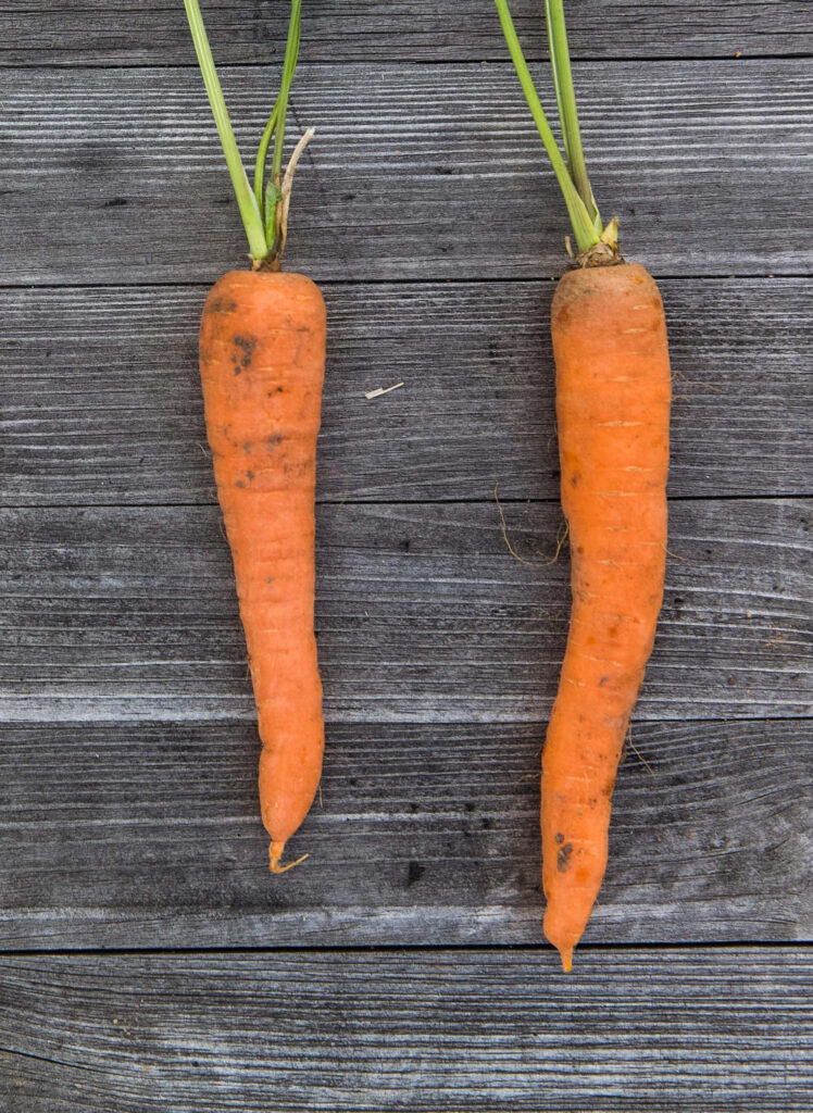 Two fresh vibrant orange carrots with green tops on rustic gray wooden table natural background Wallpaper
