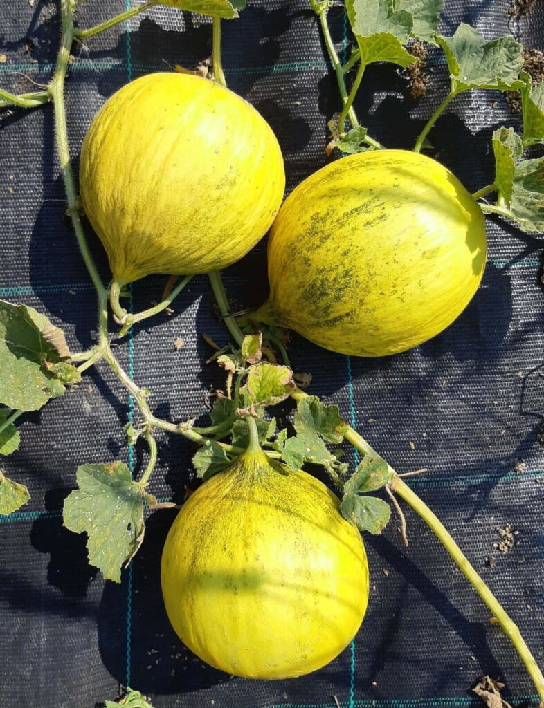 Fresh Casaba Melons Wallpaper: Vibrant Nature with Green Vines