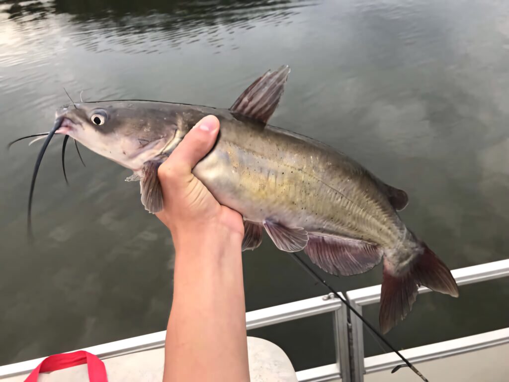 Freshly caught channel catfish held above calm water highlighting whiskers and silver-gray body Wallpaper