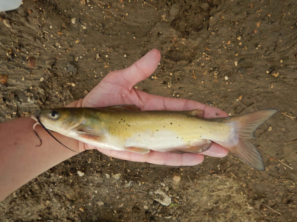 Close-up of a fresh channel catfish with golden body and black spots held in hand outdoors Wallpaper