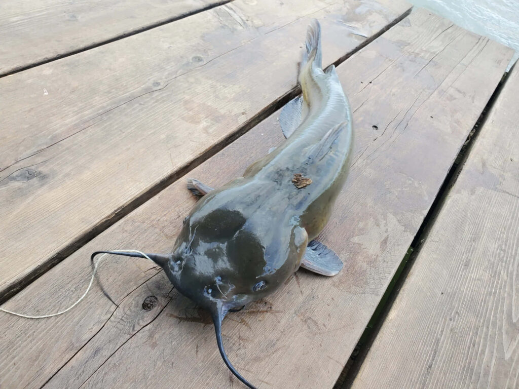 Freshly caught channel catfish on weathered wooden dock with shiny skin and visible barbels Wallpaper