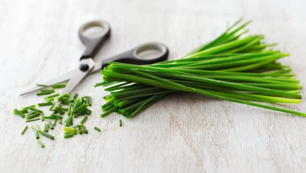 Fresh Green Chives Wallpaper: Natural Culinary Background Design