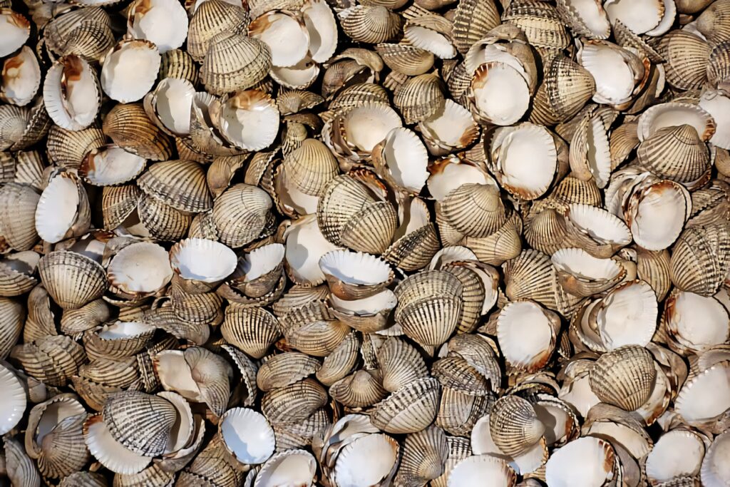 Close-up of fresh cockle shells with ridged patterns and earthy tones natural coastal texture wallpaper