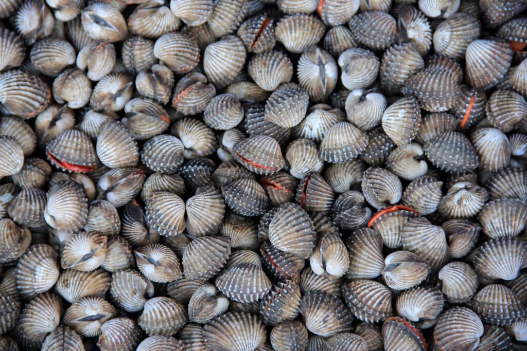 Close-up of vibrant fresh cockles with grooved shells in gray brown white and reddish orange Wallpaper