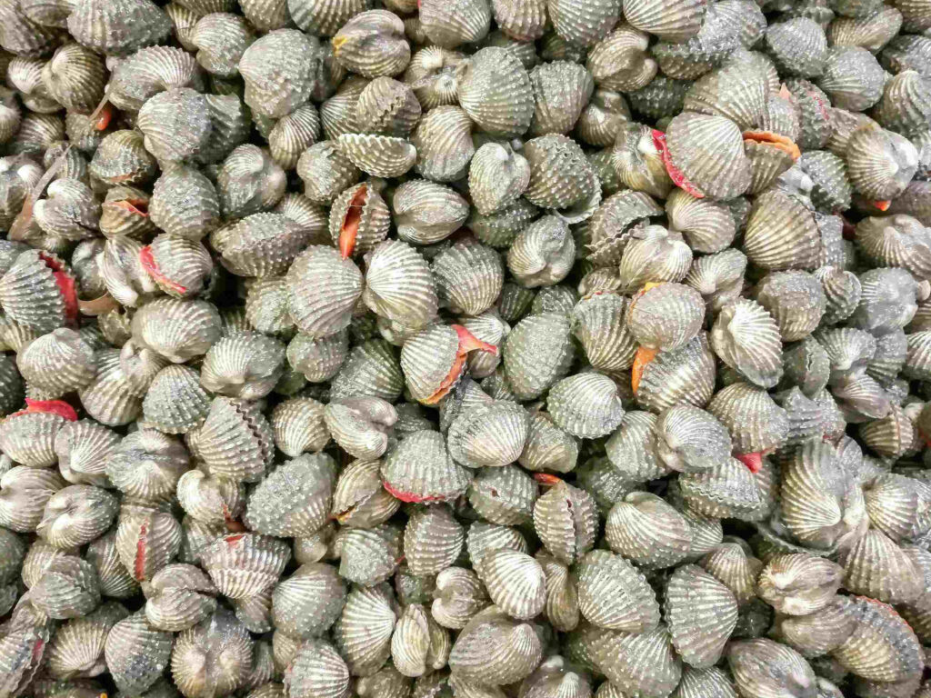 Fresh cockles piled at seafood market vibrant natural shell textures orange and red tones wallpaper