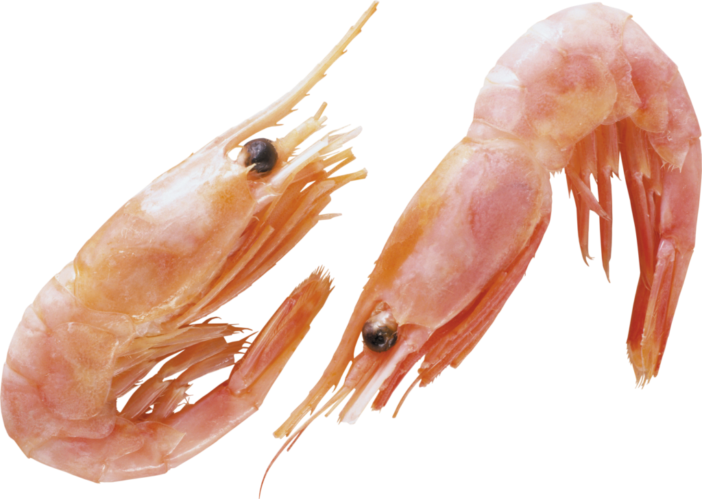 Fresh Cooked Shrimp PNG Image - Culinary Wallpaper Background