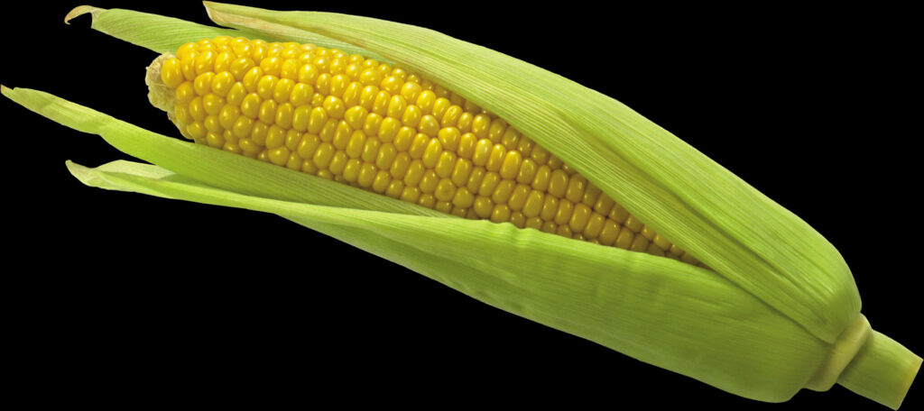 “Vibrant Corn Cob with Green Husk - Realistic PNG Wallpaper”