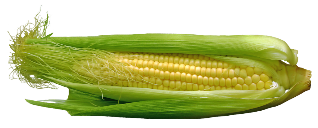 Vibrant Corn Cob Wallpaper: Fresh Green Husk and Golden Kernels
