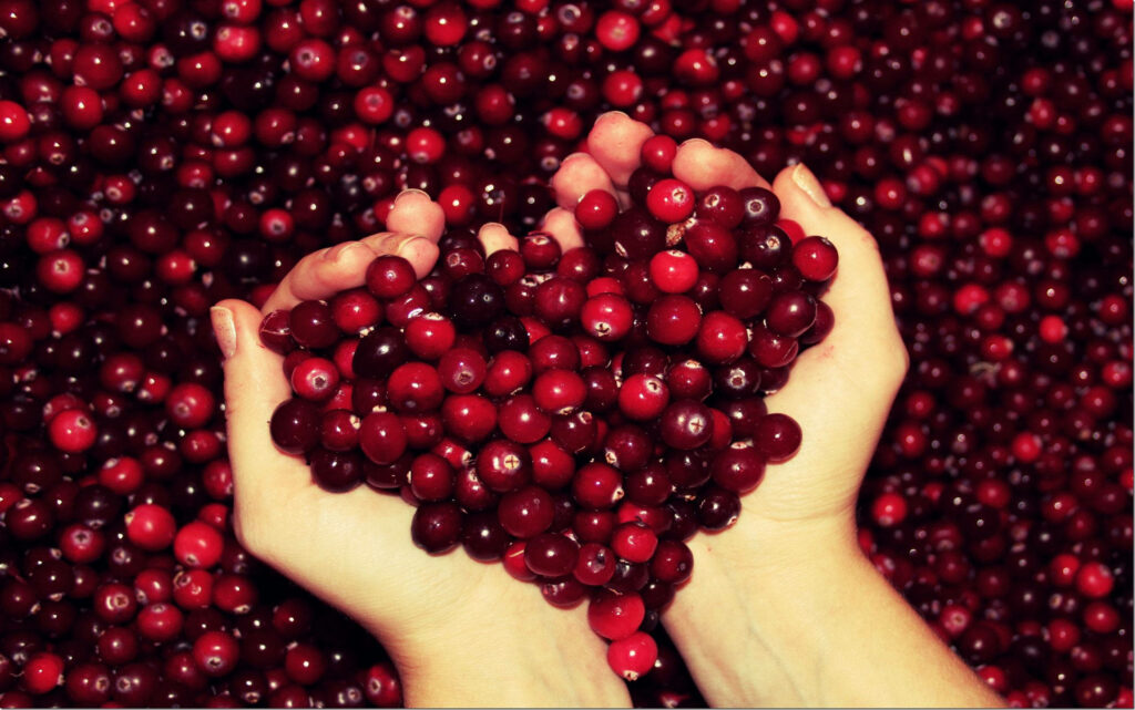 Hands holding ripe red cranberries arranged in a heart shape on vibrant cranberry background Wallpaper