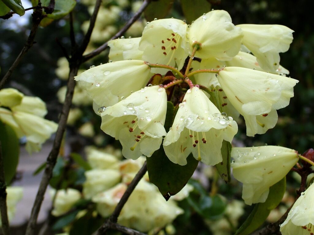 Fresh Creamy Yellow Azaleas with Water Droplets - Nature Background Wallpaper