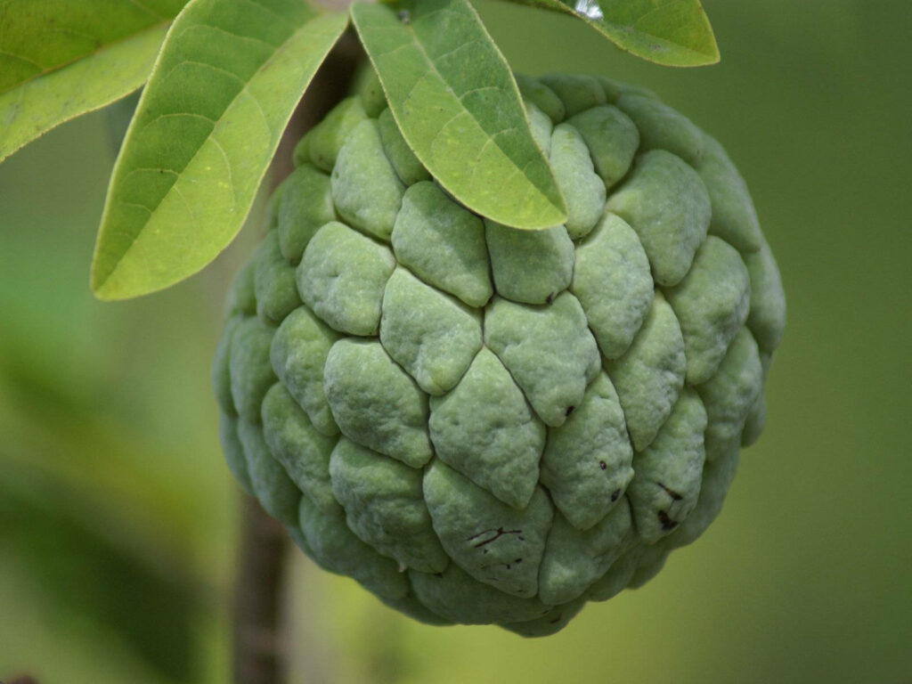 Fresh Custard Apple Wallpaper: Close-Up with Green Leaves