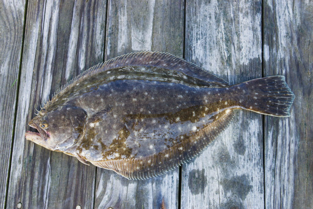 Fresh Flounder Wallpaper: Flat Speckled Body on Wooden Surface