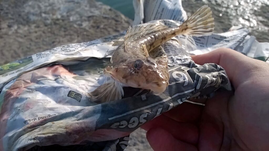 Freshly caught dragonet fish on crumpled newspaper by waterfront in natural daylight close-up Wallpaper