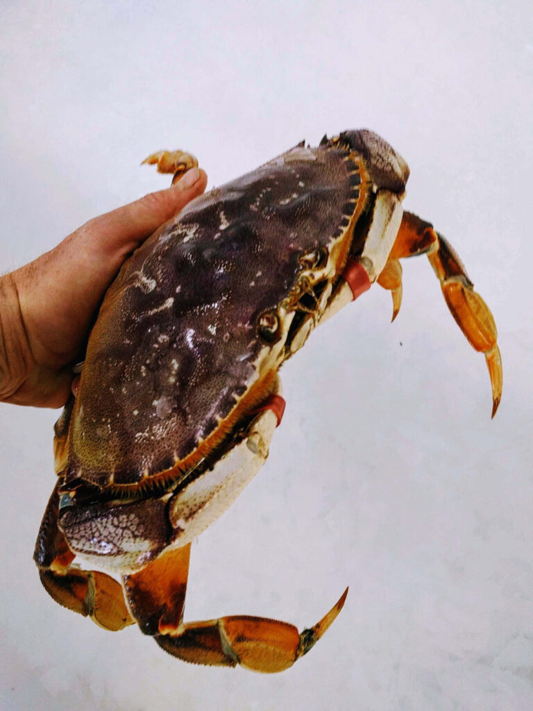 Close-up of fresh Dungeness crab held in hand showing textured shell and detailed legs Wallpaper