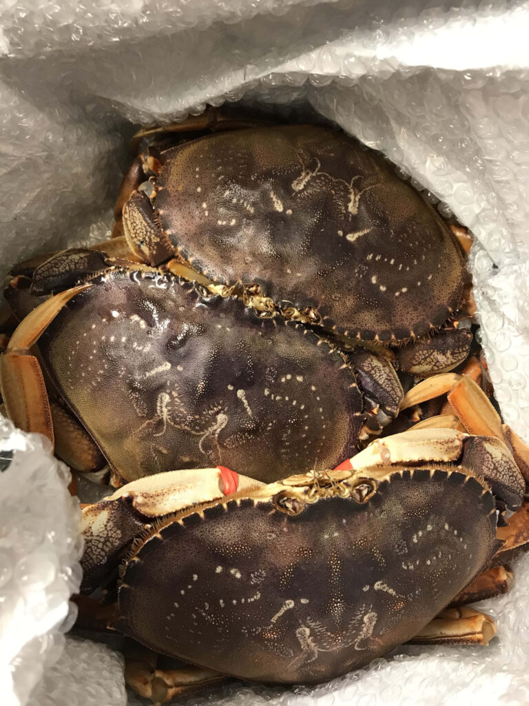 Fresh Dungeness crabs packed under bubble wrap showing detailed brown shells and spiny legs Wallpaper