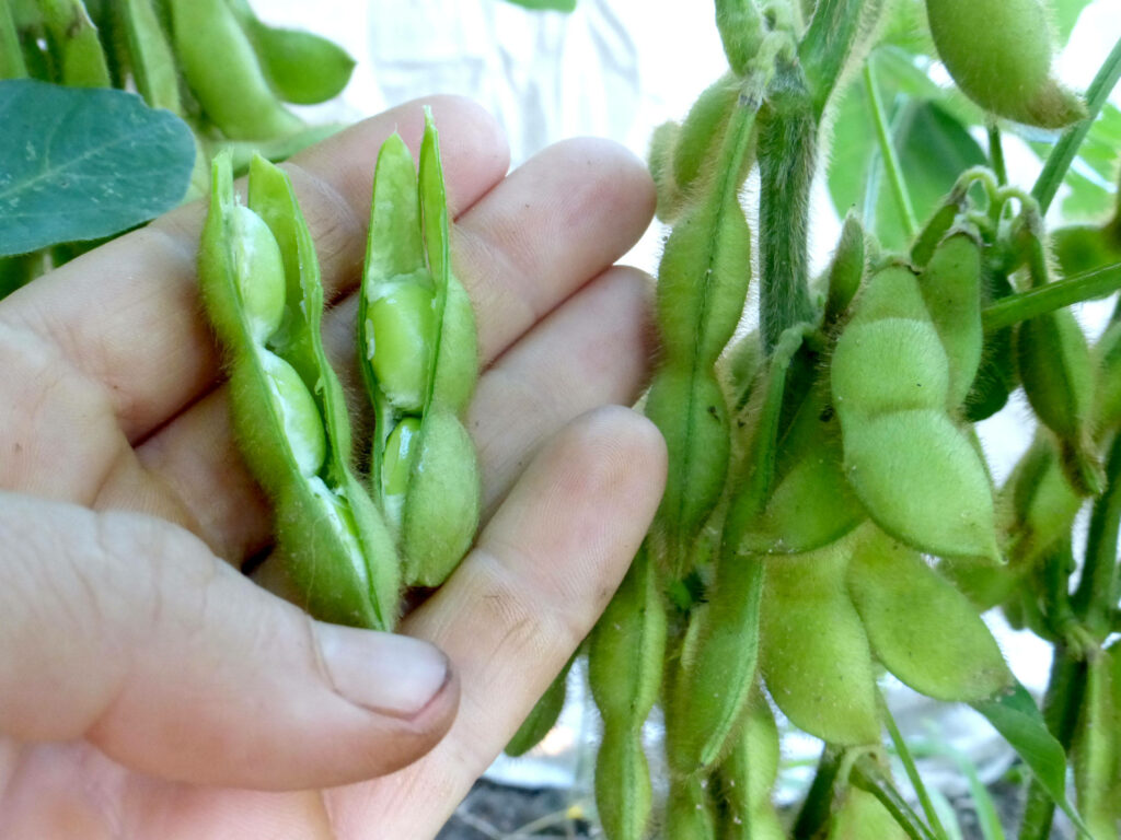Fresh green edamame beans in open pod with textured pods on plant natural wallpaper background