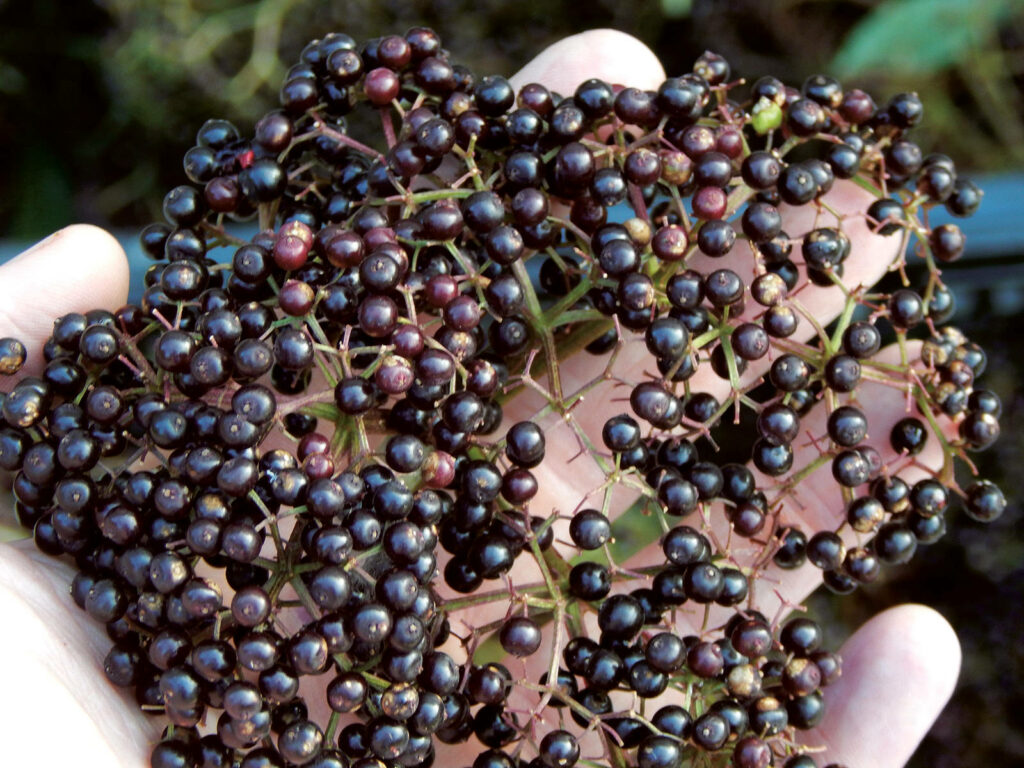 Close-up of fresh deep purple elderberry clusters in hand with natural rustic background wallpaper