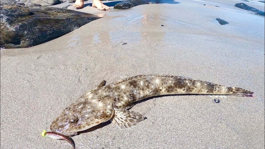 Freshly caught Flathead fish on wet sandy beach with lure natural light detailed texture wallpaper
