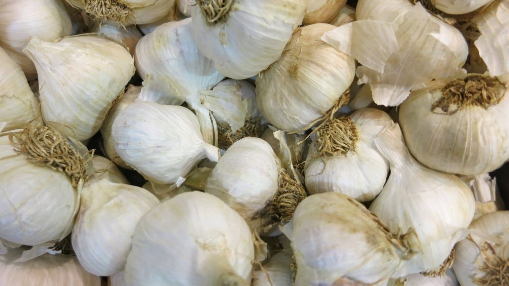 Close-up of fresh garlic bulbs with creamy skins and roots for kitchen wallpaper background