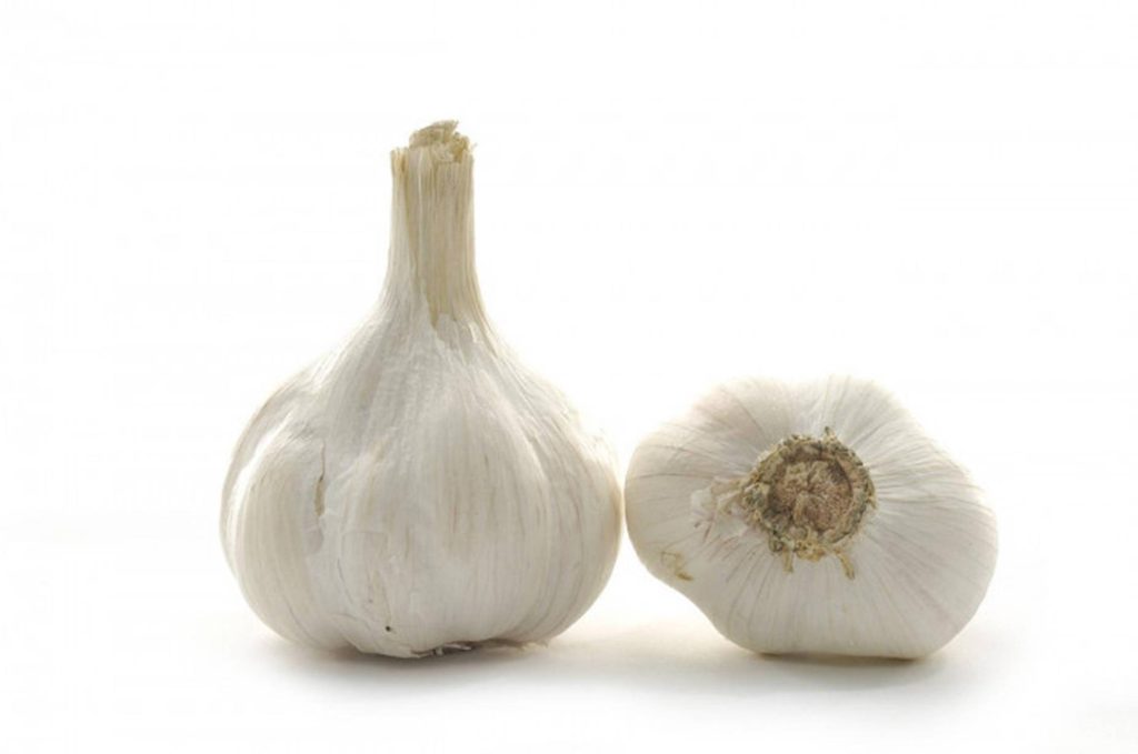 Two fresh garlic bulbs studio photo white background one upright one showing textured root base Wallpaper