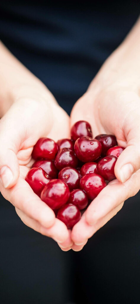 Close-up of fresh glossy cherries held in hands vibrant red fruit on soft pale skin wallpaper