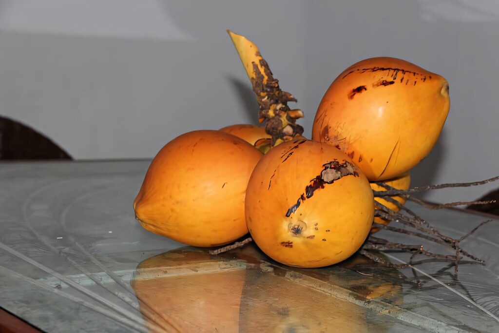 Fresh golden coconuts on reflective glass surface symbolizing Ayurveda wellness and nourishment Wallpaper