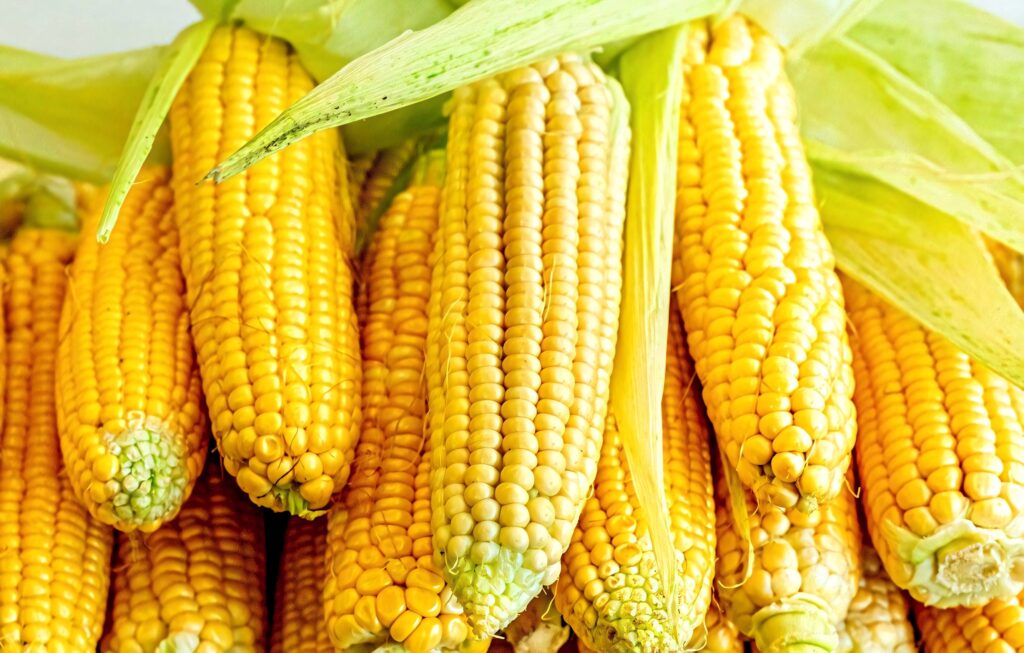 Close-up of fresh golden yellow corn cobs with green husks vibrant glossy kernel texture wallpaper